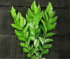 curry leaves